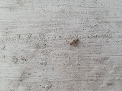Dasydemellidae