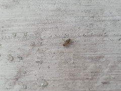 Dasydemellidae