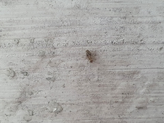 Dasydemellidae