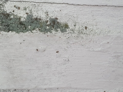 Dasydemellidae
