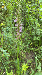 Liatris pycnostachya pycnostachya