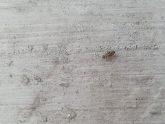 Dasydemellidae