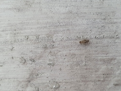 Dasydemellidae