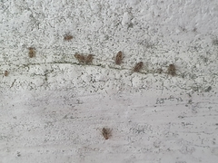 Dasydemellidae