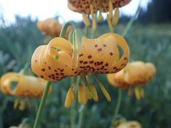 Lilium pardalinum wigginsii