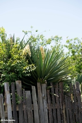 Yucca jaliscensis