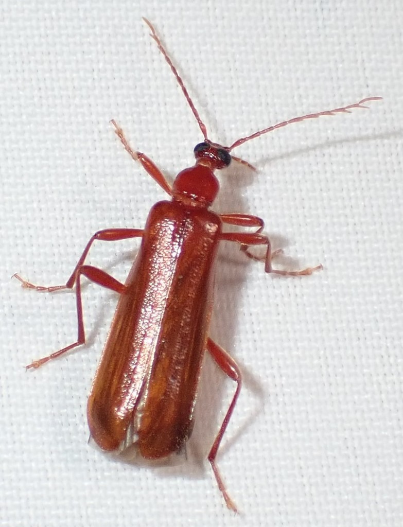 Dendroides ephemeroides