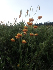 Lilium pardalinum wigginsii