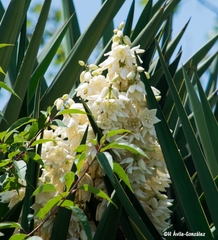 Yucca jaliscensis