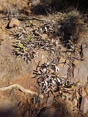 Parinari capensis capensis