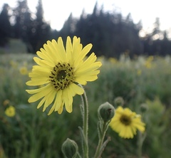Kyhosia bolanderi