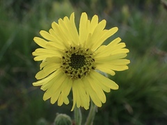 Kyhosia bolanderi