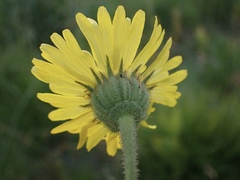 Kyhosia bolanderi