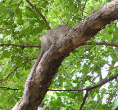 Heliosciurus gambianus