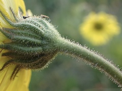 Kyhosia bolanderi