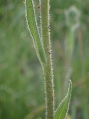 Kyhosia bolanderi
