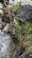 Festuca vivipara
