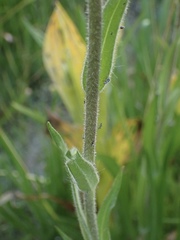 Kyhosia bolanderi