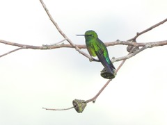 Eriocnemis cupreoventris