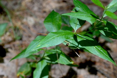 Lysimachia quadrifolia