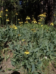 Rudbeckia glaucescens