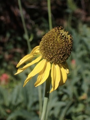 Rudbeckia glaucescens