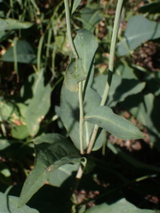 Rudbeckia glaucescens