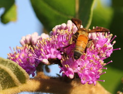 Callicarpa tomentosa