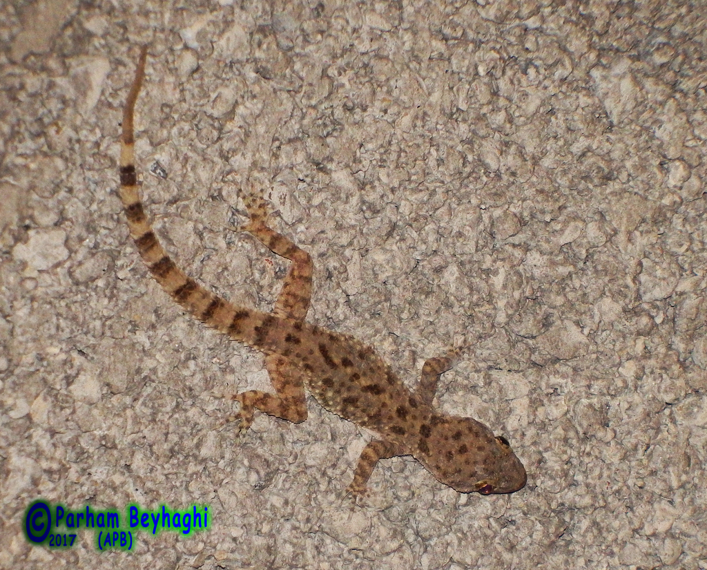 Kachh Gecko