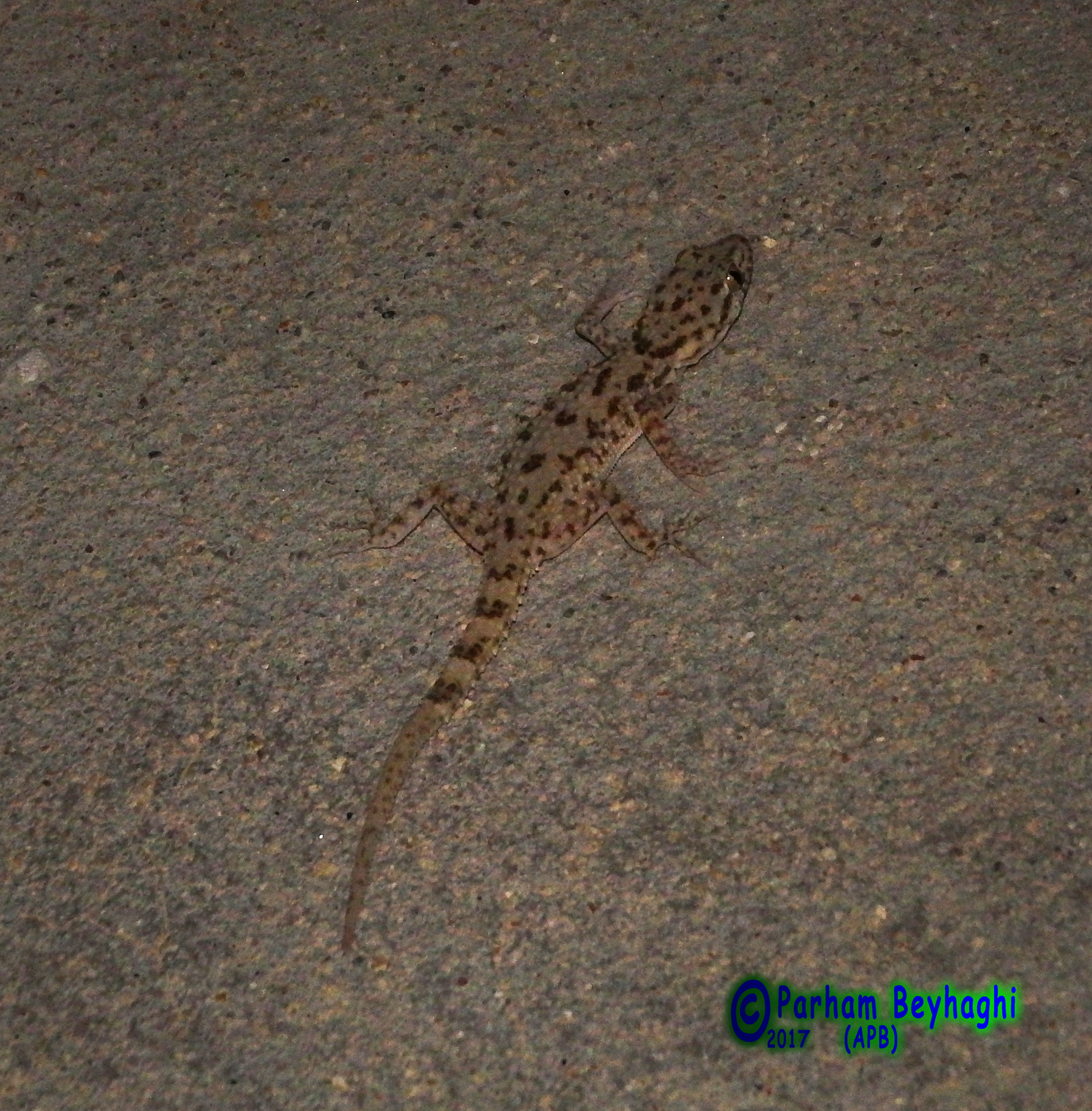 Kachh Gecko photo 3