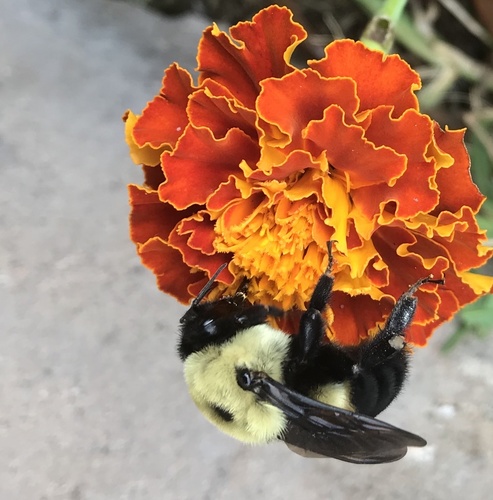 Brown-belted bumble bee