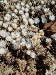 Helichrysum cerastioides