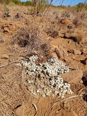 Helichrysum cerastioides