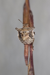 Ventocoris falcatus