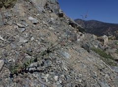 Streptanthus barbatus