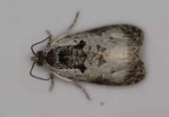 Olethreutes malana