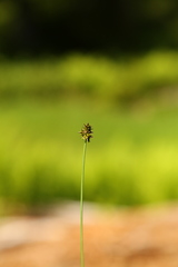Carex pachystachya