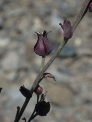 Streptanthus barbatus