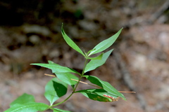 Lysimachia quadrifolia