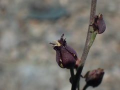 Streptanthus barbatus