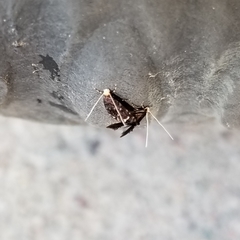 Doleromorpha porphyria