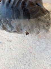 Doleromorpha porphyria