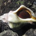 Kellet's Whelk - Photo (c) Chris Brown, some rights reserved (CC BY-NC), uploaded by Chris Brown