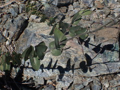 Streptanthus barbatus