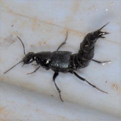 Philonthus caeruleipennis