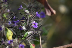 Haplanthodes verticillatus