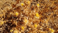 Carlina corymbosa