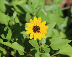 Helianthus debilis image