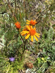 Jacobaea abrotanifolia