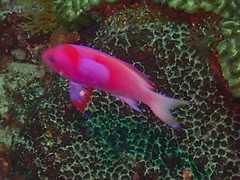 Pseudanthias pleurotaenia